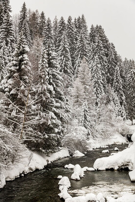 Verschneiter Winterwald mit dicht stehenden, schneebedeckten Fichten entlang eines klaren Gebirgsbachs bei St. Anton am Arlberg – ruhige, naturbelassene Winterlandschaft.