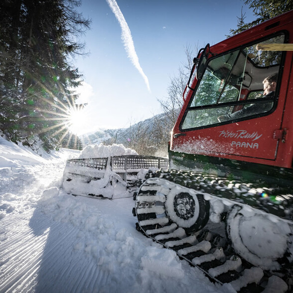 Eine Pistenraupe mit Fahrer im Cockpit pflügt durch frischen Schnee. Die Sonne scheint durch die Bäume.