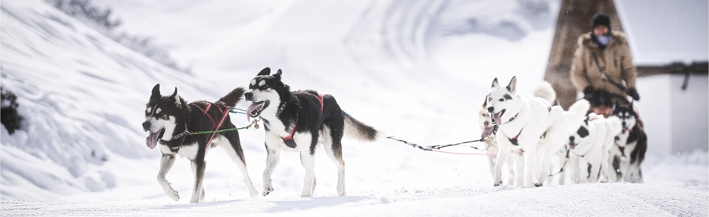 Huskies drawn Sleight Ride