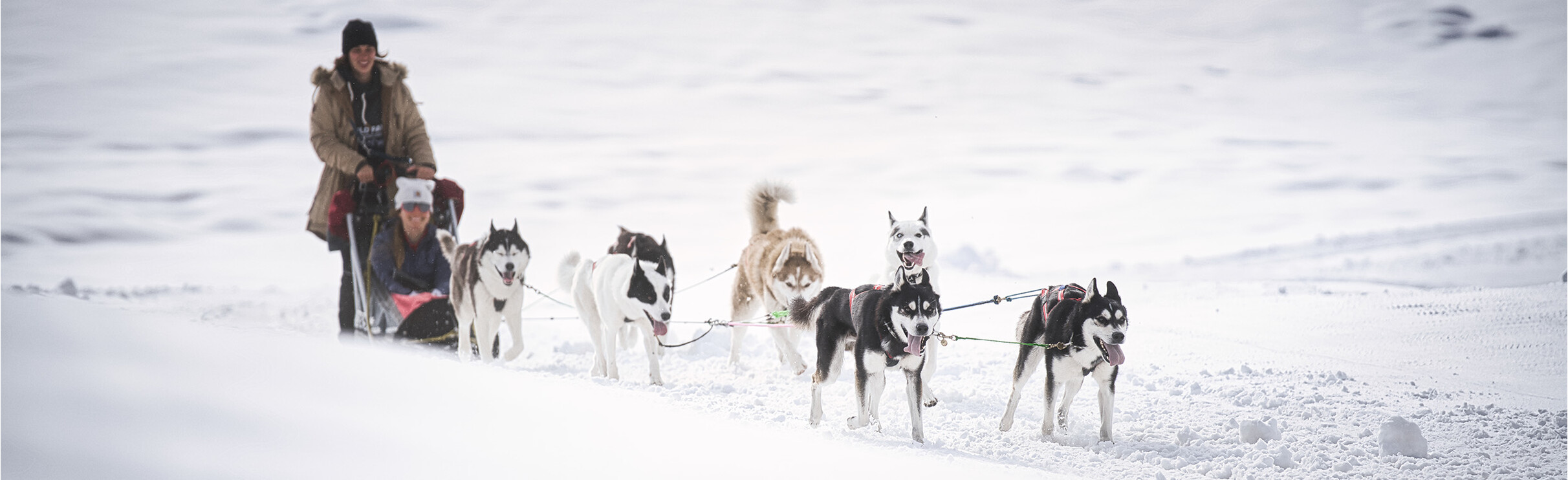 Huskies drawn Sleight Ride