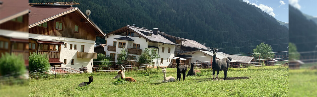 Six llamas rest or stand on a sunny meadow in front of traditional Tyrolean houses in St. Jakob.