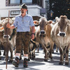 A farmer walks cows through the village.