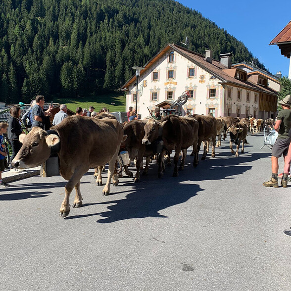 Cattle drive in Flirsch runs through the village streets.