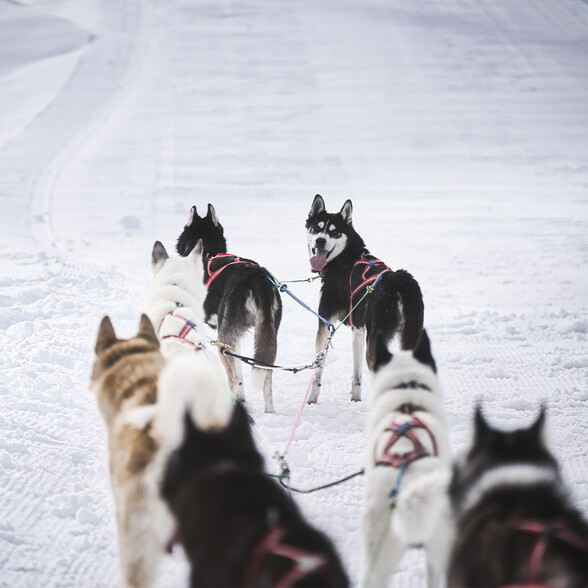 A team of huskies pulls a sled along a freshly groomed snow trail. A black and white lead dog looks back curiously while the others stride ahead with focus.
