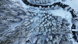 Drohnenaufnahme eines schneebedeckten Waldes mit zentralem Baumkreis im Arlberggebiet.