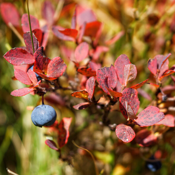 Detailansicht einer Moosbeere (Blaubeere) mit rötlich verfärbten Blättern im Herbstlicht – eine typische alpine Wildfrucht.