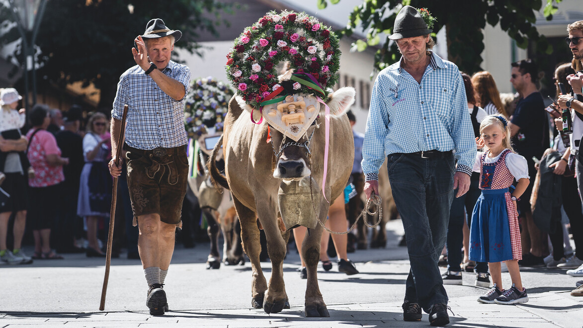 Mit Blumen geschmückte Kuh wird von zwei Männern in Tracht durch das Dorf geführt / Decorated cow is led through the village by two men in traditional costume