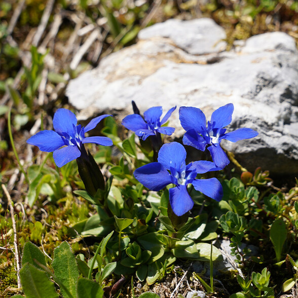 Ein leuchtend blauer Frühlingsenzian blüht auf einer alpinen Wiese neben einem grauen Stein. Die kleinen, sternförmigen Blüten heben sich deutlich vom moosigen Boden ab.