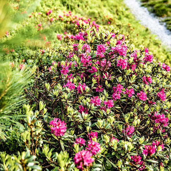 Ein dichter Strauch von pinkfarbenen Alpenrosen wächst am sonnenbeschienenen Berghang. Die grünen Blätter und die vielen Blüten bilden einen farbenfrohen Kontrast zum Hintergrund.