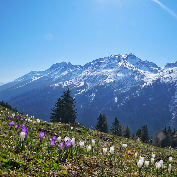 Weiße und violette Krokusse blühen auf einer Wiese vor einem Panorama verschneiter Gipfel der Lechtaler Alpen. Im Hintergrund ragt der markante Riffler in den blauen Himmel.