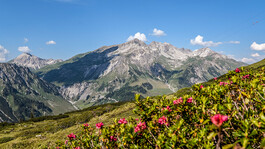 Alpenrosen blühen im Vordergrund vor einem sonnigen Alpenpanorama in St. Anton am Arlberg.