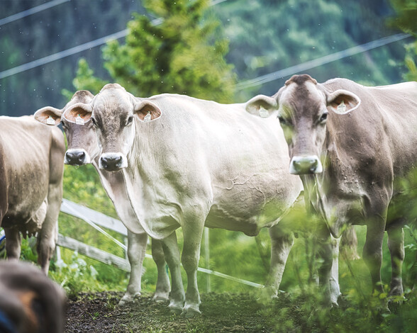 Drei Braunviehkühe stehen auf einer Almwiese vor grüner Bergkulisse. Die Tiere tragen Ohrmarken und blicken aufmerksam zur Kamera.