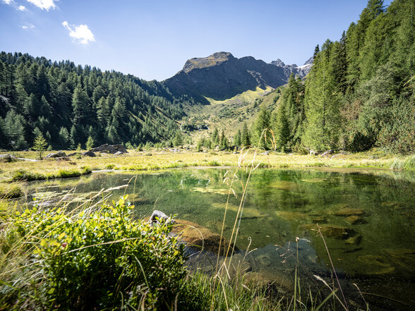A small, clear pond within a dense larch forest. The greenish water with visible bottom is surrounded by alpine plants and soft light. A quiet, natural idyll.