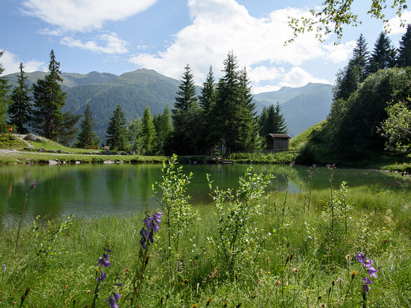 A natural pond surrounded by lush meadows and blooming bellflowers, with a small wooden hut in the background. The peaceful landscape invites visitors to relax and enjoy nature.