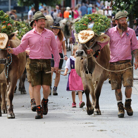 Alpine Cattle Drives Alpine Cattle Drives