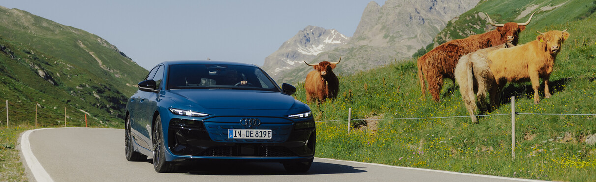 Car driving past cows in the Alps