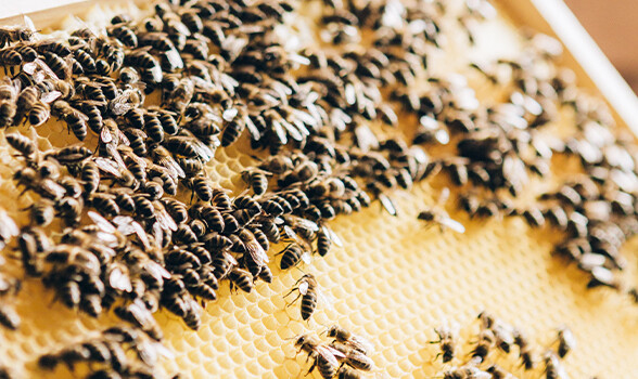 Honey bees gather on a honeycomb inside the hive.