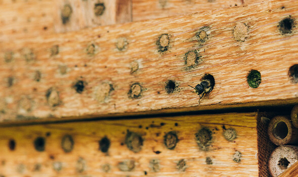 A solitary bee rests on a wooden insect hotel.