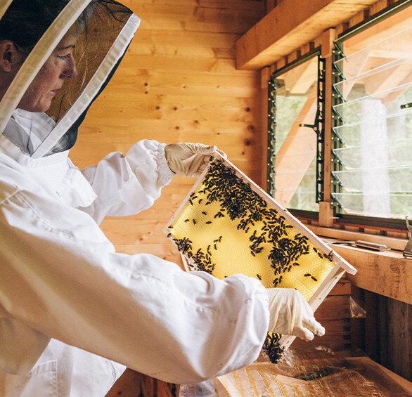 A beekeeper wearing protective clothing inspects a honeycomb frame with bees inside the bee house.