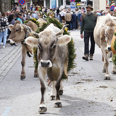 Geschmückte Kühe beim Almabtrieb durch St. Anton.