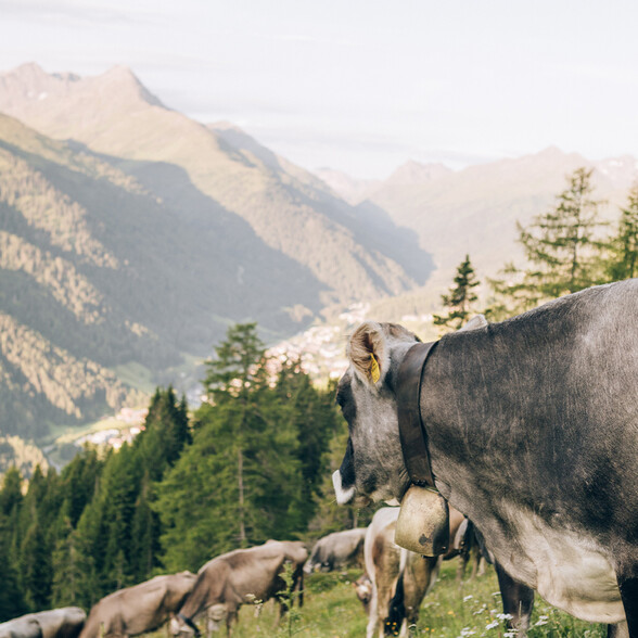 Cows in a mountain meadow with a view