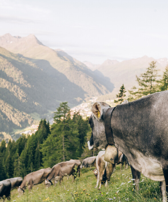 Cows in a mountain meadow with a view