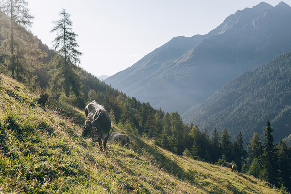A cow on a steep alpine meadow with a view of the mountain landscape