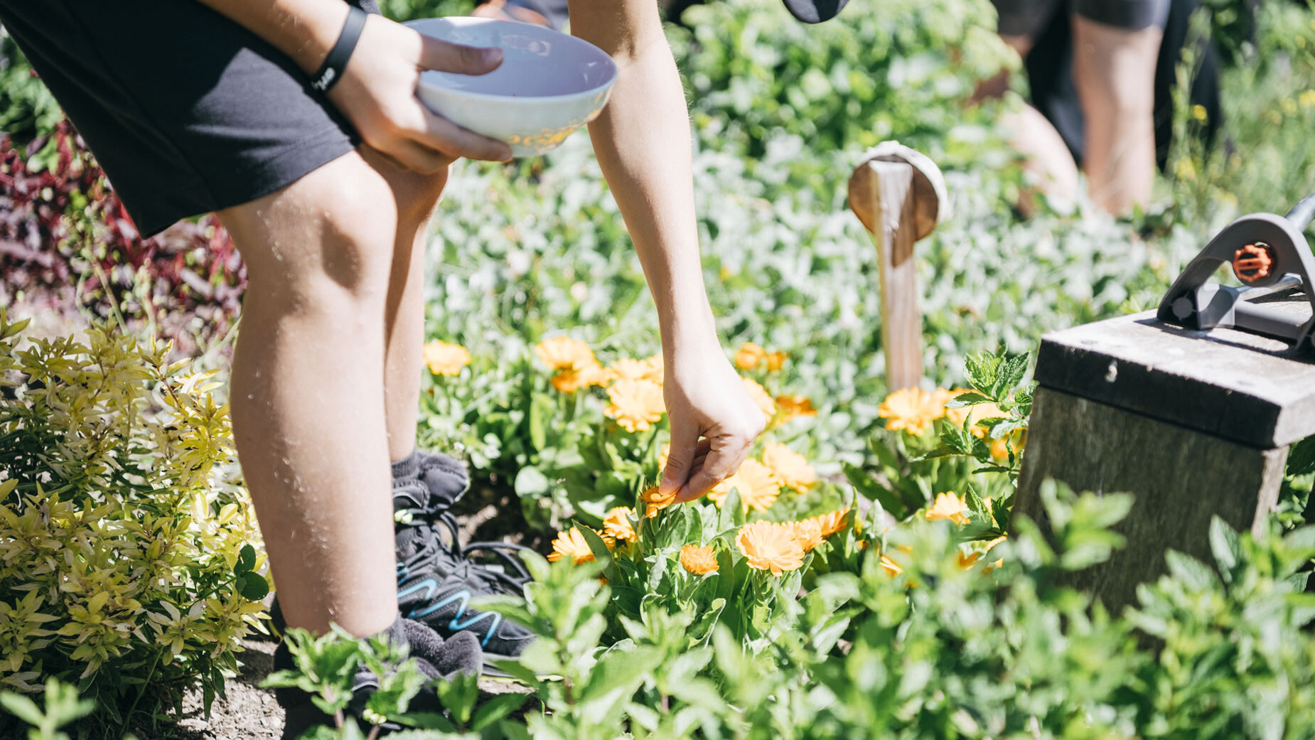 Hand pflückt orange Blüte aus einem Kräuterbeet, grüne Pflanzen im Vordergrund / Hand picks orange flower from a herb garden, lush plants in foreground