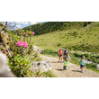 Familie wandert auf einem Naturweg entlang blühender Alpenrosen in sommerlicher Berglandschaft / A family hikes along a natural trail with blooming alpine roses in summer mountain scenery
