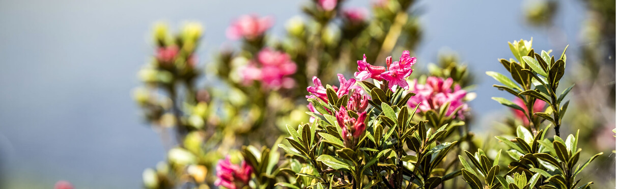 Nahaufnahme von rose-blühenden Alpenrosen in St. Anton am Arlberg