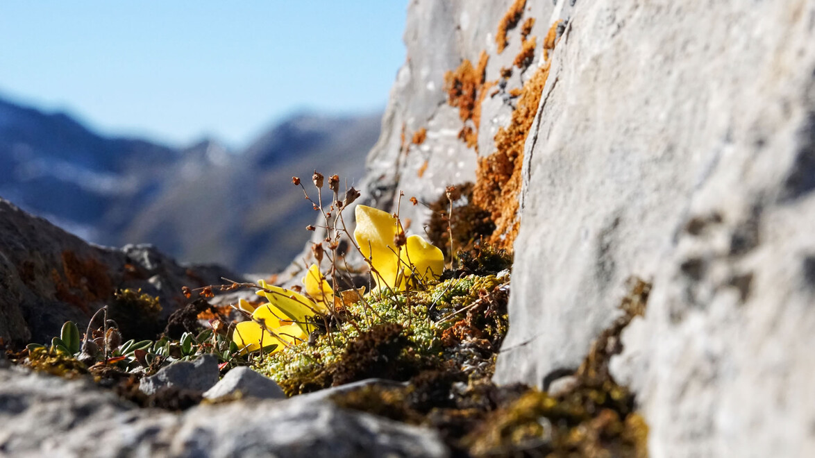 Gelbe Alpenblume wächst zwischen Felsen mit Moos und Flechten / Yellow alpine flower growing between rocks with moss and lichen