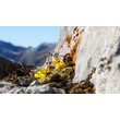 Gelbe Alpenblume wächst zwischen Felsen mit Moos und Flechten / Yellow alpine flower growing between rocks with moss and lichen