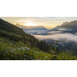 Sonnenaufgang über nebelverhülltem Tal mit blühender Bergwiese / Sunrise over a fog-covered valley with blooming mountain meadow
