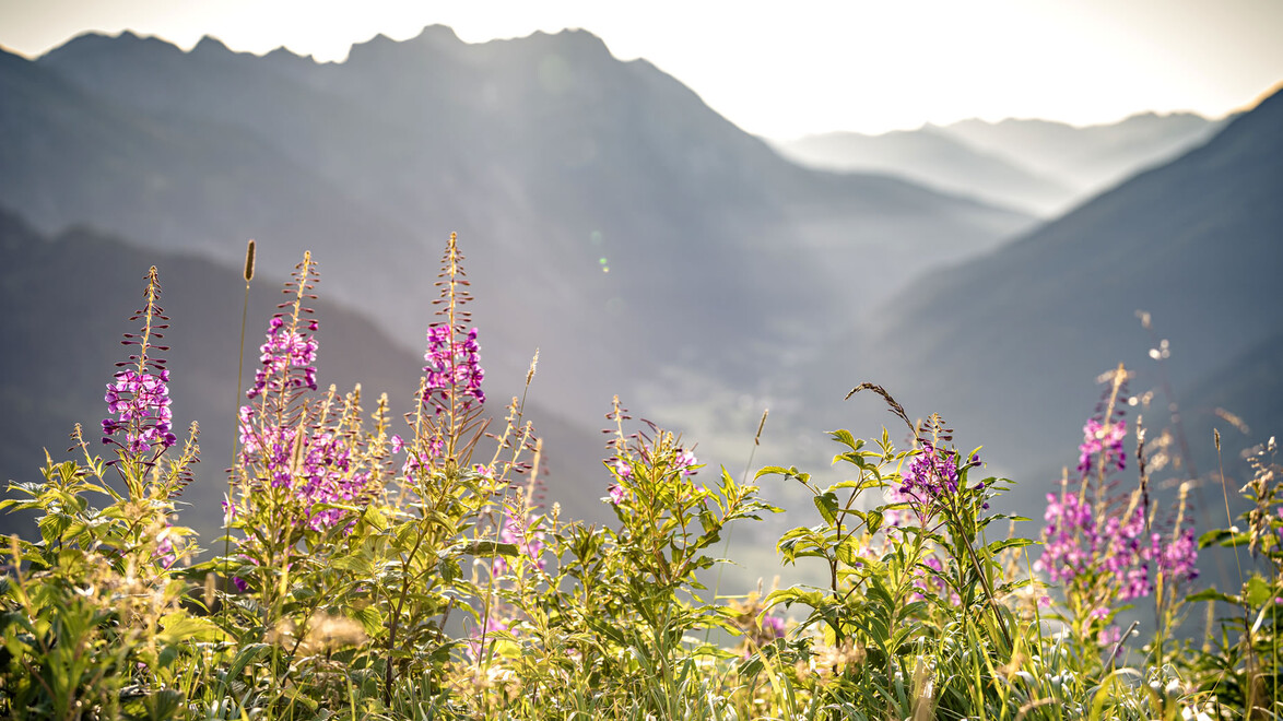 Blühendes Weidenröschen vor sonnigem Bergpanorama / Blooming fireweed in front of a sunny mountain panorama
