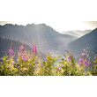 Blühendes Weidenröschen vor sonnigem Bergpanorama / Blooming fireweed in front of a sunny mountain panorama