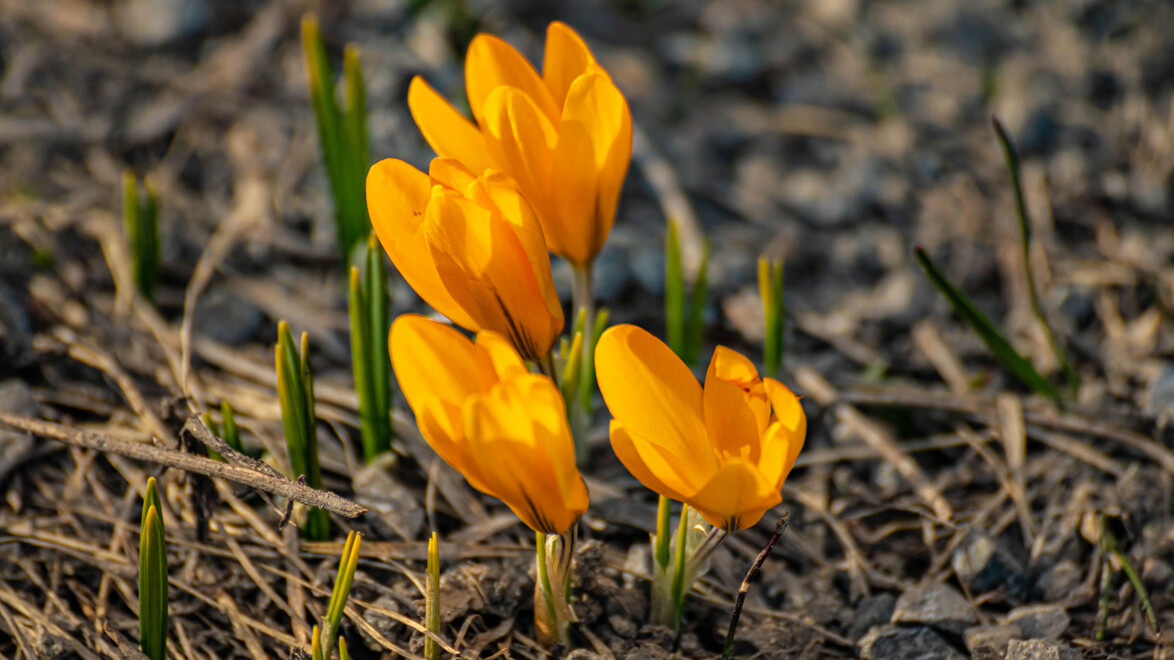 Mehrere gelbe Krokusse wachsen auf trockener Bergwiese / Several yellow crocuses growing on a dry mountain meadow