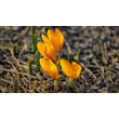Mehrere gelbe Krokusse wachsen auf trockener Bergwiese / Several yellow crocuses growing on a dry mountain meadow