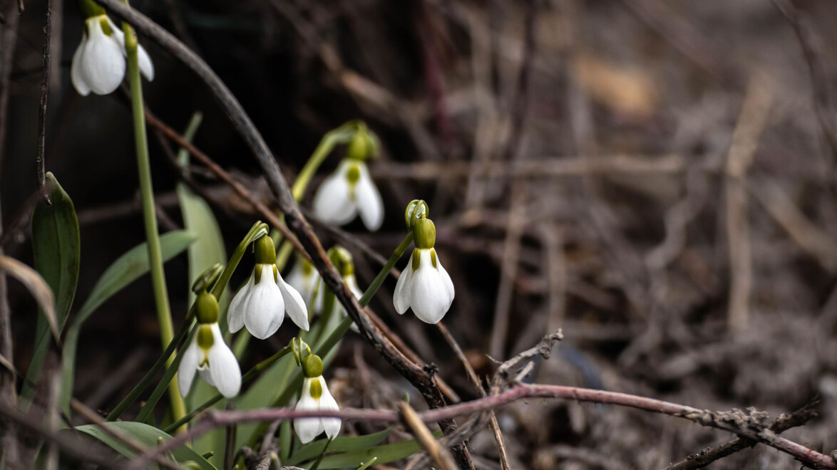 Weiße Schneeglöckchen blühen am Waldboden zwischen Ästen / White snowdrops blooming on forest ground among twigs