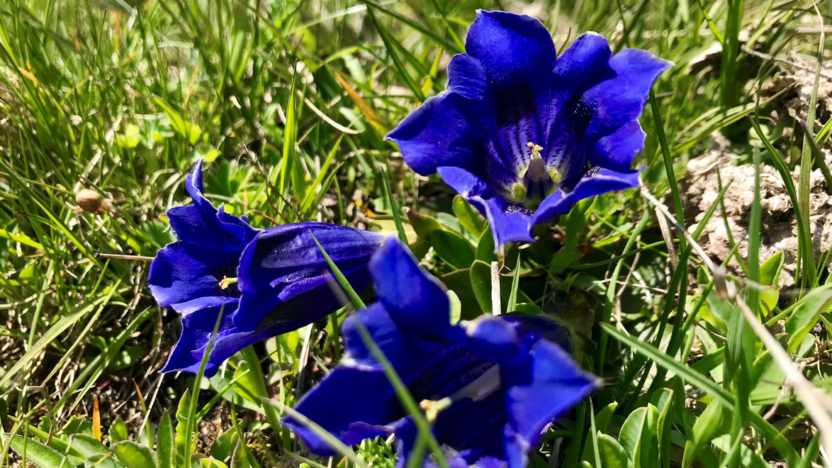 Intensiv blaue Enzianblüten zwischen grünem Gras im Gebirge / Intense blue gentian flowers among green grass in the mountains