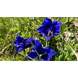 Intensiv blaue Enzianblüten zwischen grünem Gras im Gebirge / Intense blue gentian flowers among green grass in the mountains