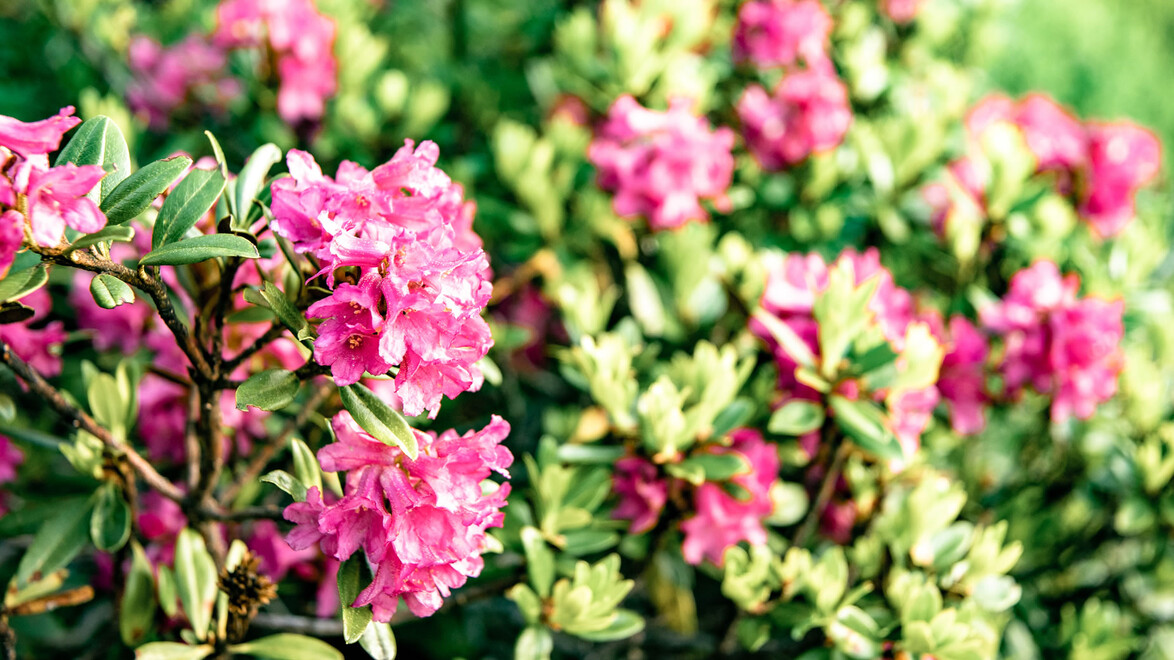 Leuchtend rosa Alpenrosen blühen in dichter Vegetation / Bright pink alpine roses bloom in dense vegetation