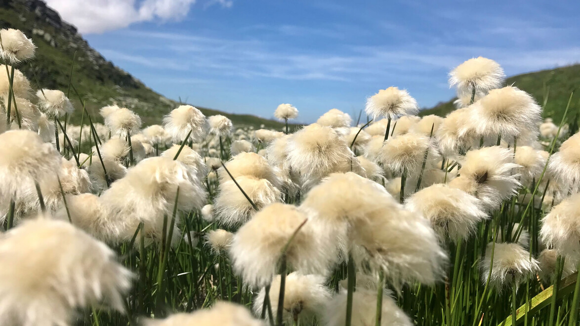 Flauschiges Wollgras in großer Menge auf einer Wiese im Gebirge / Fluffy cotton grass in large numbers on a mountain meadow