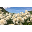 Flauschiges Wollgras in großer Menge auf einer Wiese im Gebirge / Fluffy cotton grass in large numbers on a mountain meadow