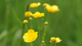Mehrere gelbe Wiesenblumen mit geöffneten und geschlossenen Blüten vor unscharfem grünem Hintergrund.