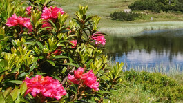 Blühende rosa Alpenrosen am linken Bildrand, dahinter ein kleiner See mit Schilf und grasbewachsene Ufer.