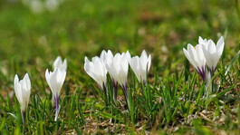 Weiße Frühlingsblumen mit lila Streifen wachsen in kurzen Reihen auf einer Wiese mit grünem Gras.