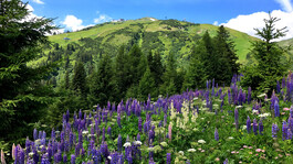 Dichte Wiese mit lila und weißen Blumen vor einem Hang mit grünen Bäumen und Berggipfeln im Hintergrund.