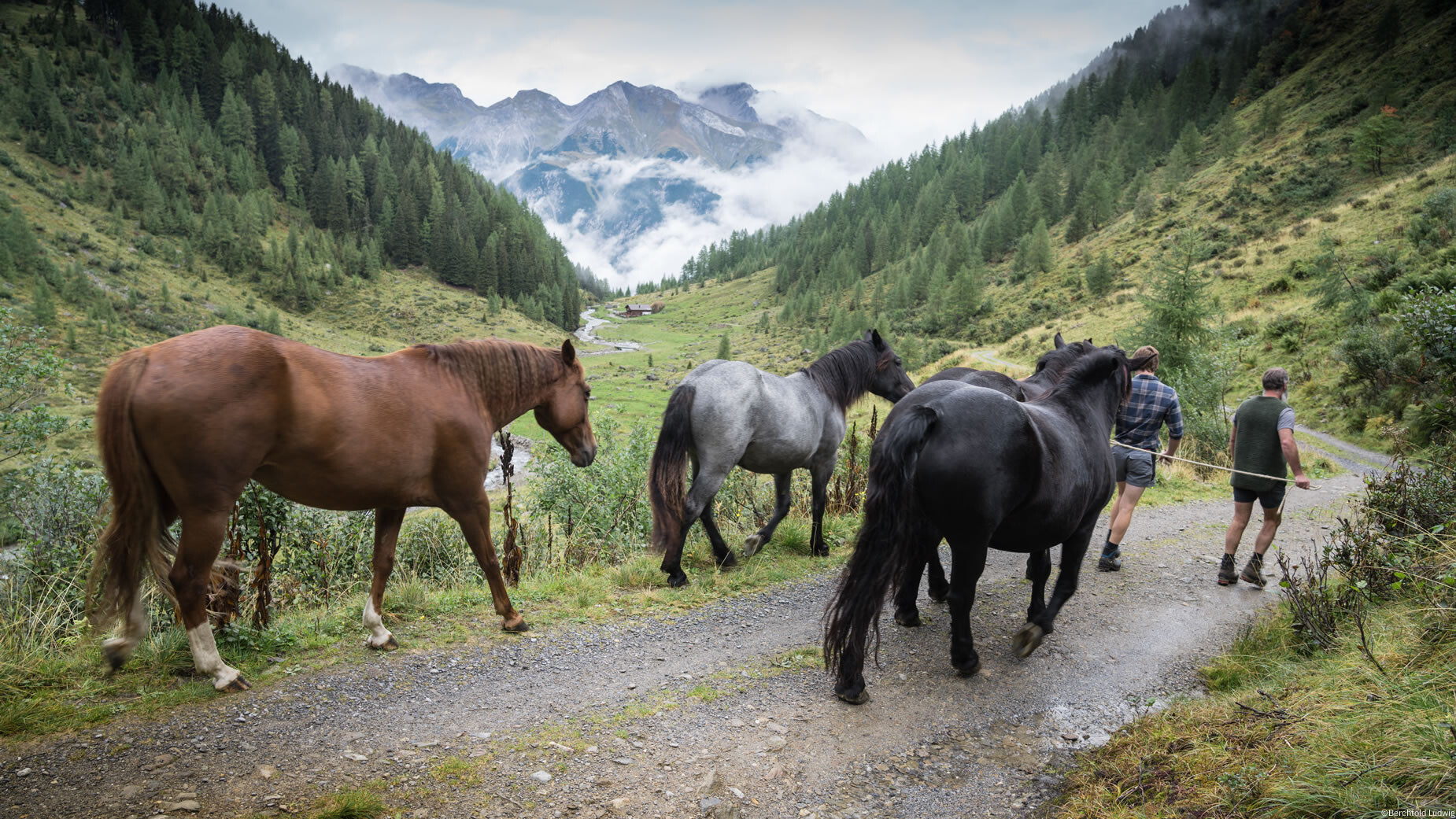 Ein Mann treibt mehrere Pferde einen Almweg entlang, umgeben von grüner Landschaft und Bergkulisse. / A man drives several horses along an alpine path, surrounded by green landscape and mountain scenery.
