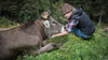 Ein Junge streichelt eine liegende Kuh auf der Wiese, ein Moment der Nähe zwischen Mensch und Tier. / A boy pets a lying cow on the meadow, a moment of closeness between human and animal.