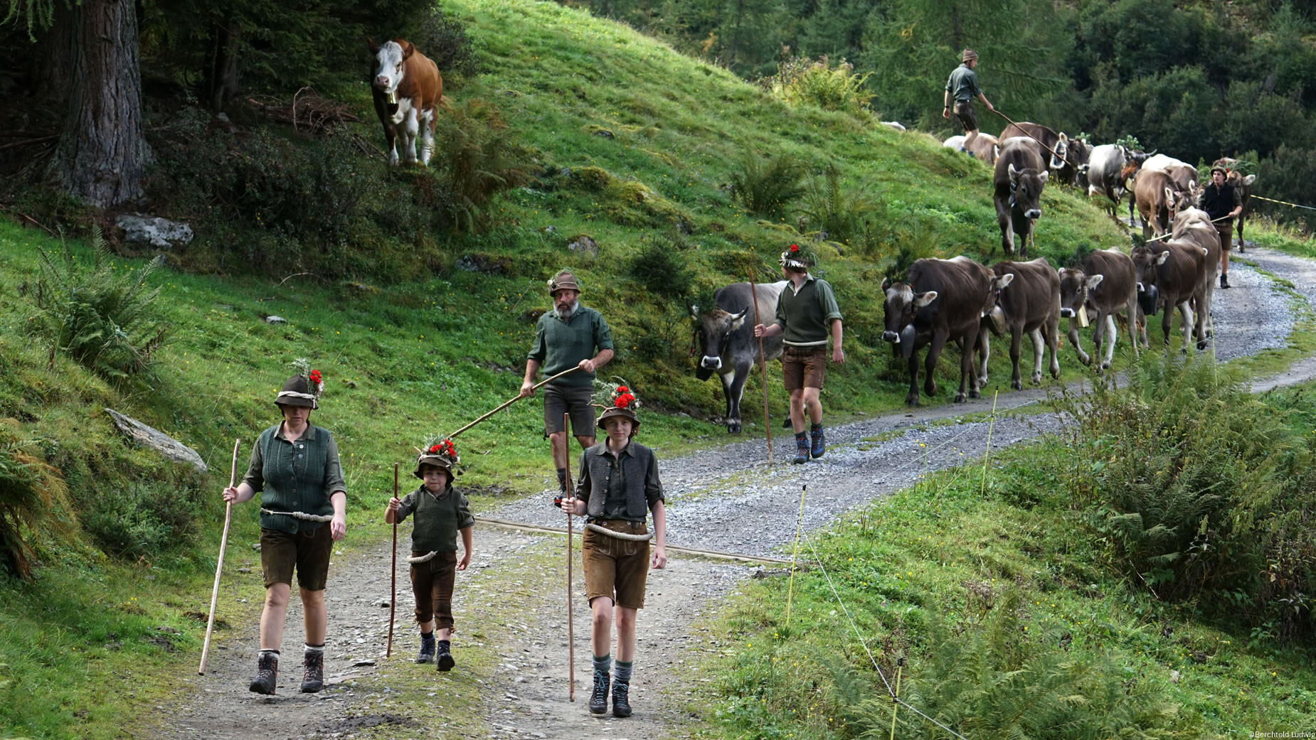 Mehrere Menschen in Tracht begleiten eine große Kuhherde über einen Almweg, Rückkehr von der Alm. / Several people in traditional dress accompany a large herd of cows on an alpine path, returning from the mountain.